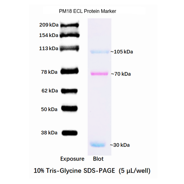 Developable Prestained Protein Maker VIII (30-209 kDa), 0.5ml