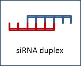 FAM-labeled Positive Control siRNA duplex (25 OD)