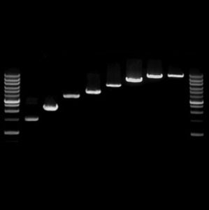 PowerScript Plus 1st Strand cDNA Synthesis Mastermix (25 RXN)