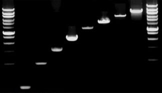One step RT-PCR kit (25x50ul Reactions)