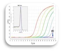 2x qPCR Master Mix for Taqman Probe (Low ROX, 50 ml)