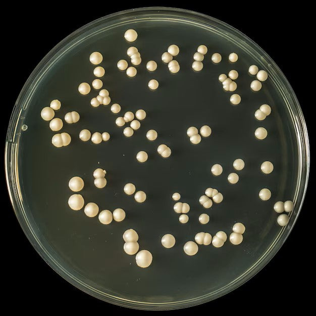 Yeast Quick Genotyping DNA Preparation Solution (50 ml)