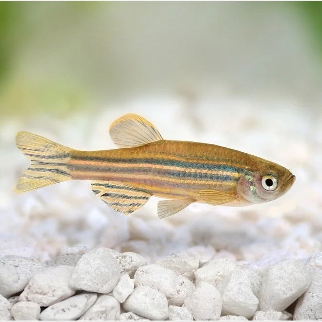 Zebrafish Quick Genotyping DNA Preparation Kit (50 ml)